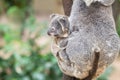 Baby koala looks out from motherÃ¢â¬â¢s side. Royalty Free Stock Photo